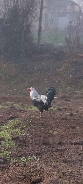 Продавам петлета