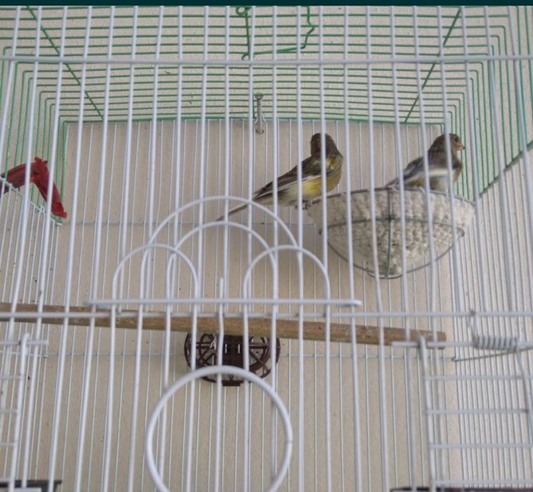 Канарека Изабелла