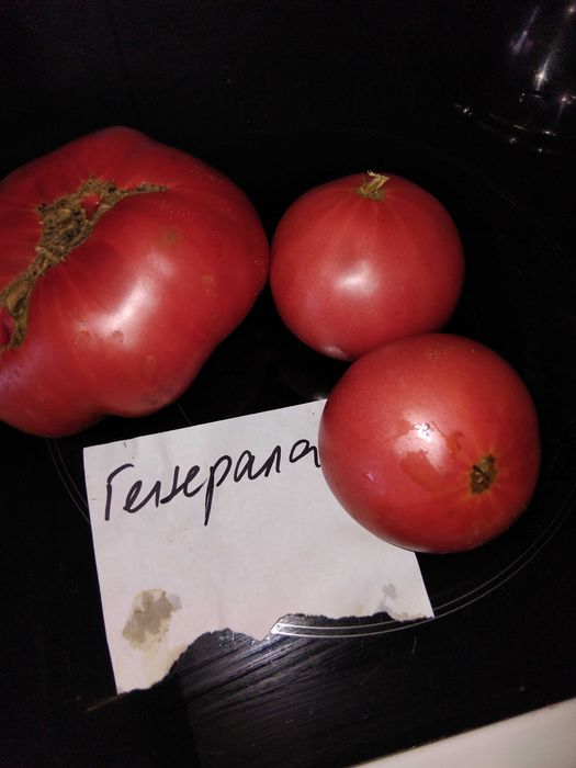 Продавам семена за домати