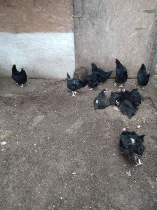 Găini tineret moravia