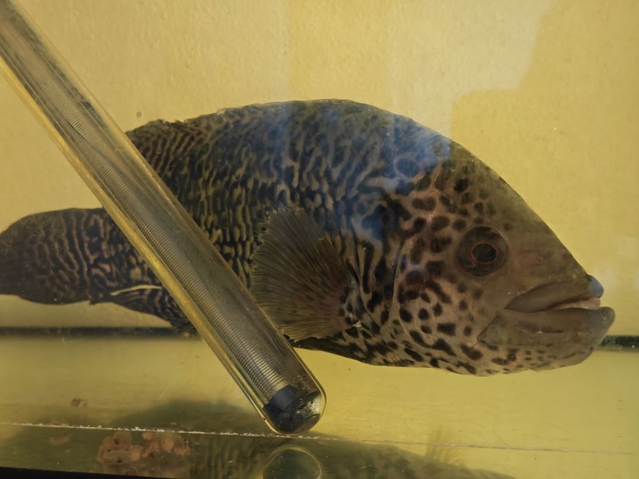 Ciclida americană - jaguar