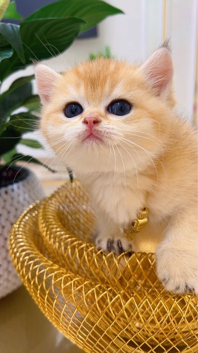 Золотая шиншилла