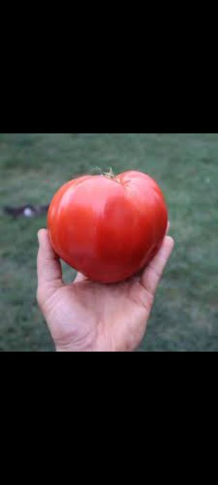 Rasaduri legume tradiționale românești  și flori crescute natural BIO