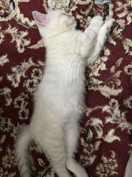 Продаются котята скотиш фолд и серебристая шиншилла