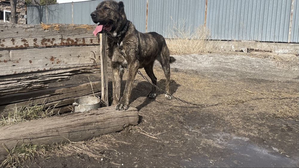 Продается Алабай