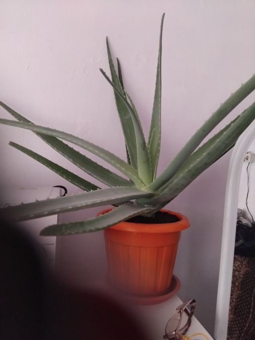 Продам Алоэ 4-х летни.