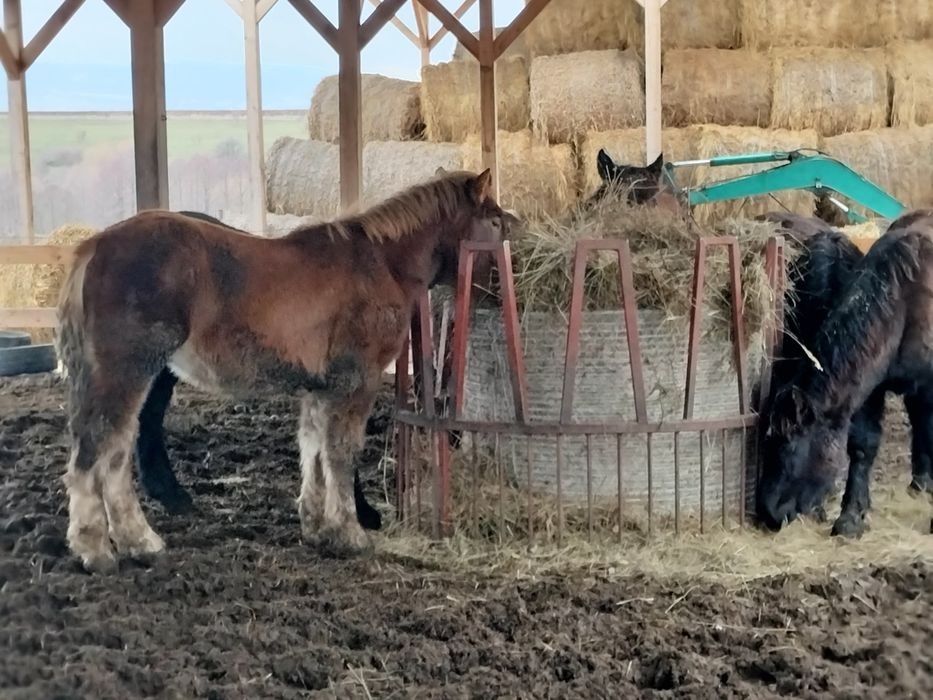 Iapă armăsar mânz mânza