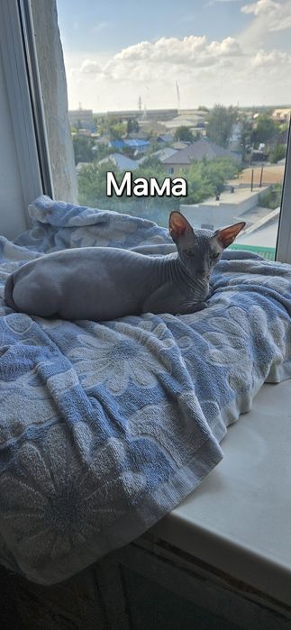 Котята канадского сфинкса