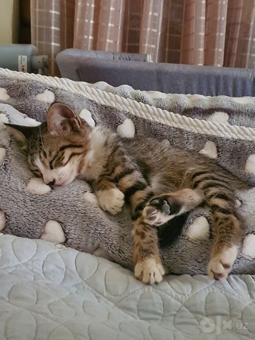 Mushukchalar   котята