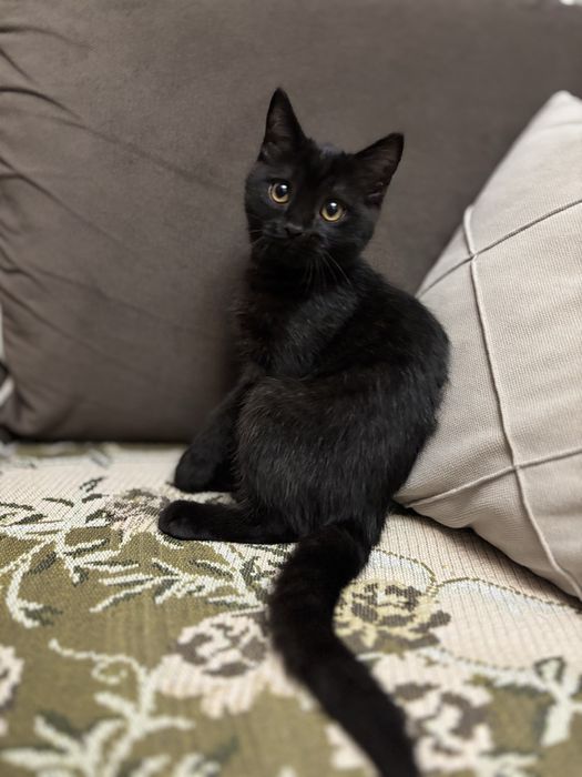 Скотиш Страйт котенок .