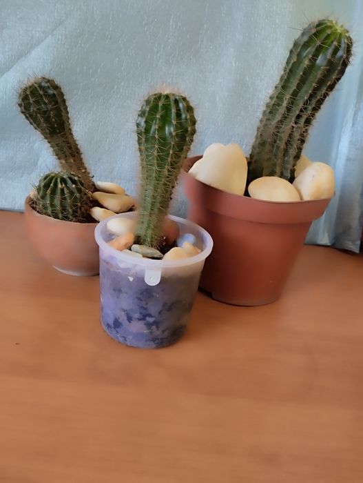 Кактусы . Разных размеров.