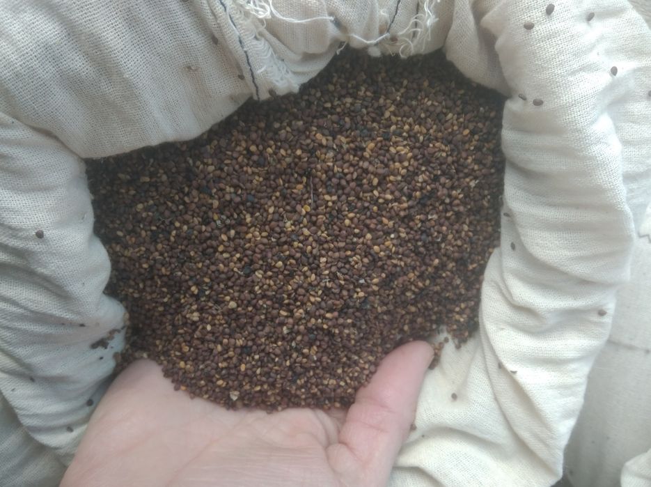 Tut urugʻlar sotiladi