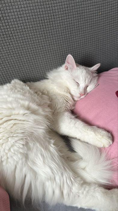 Отдам даром кота