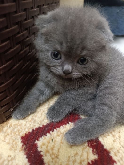 Продаются котята