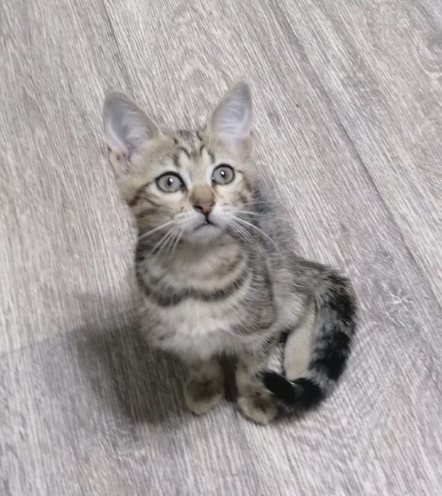 Продам шотландских котят