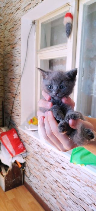 Продаются котята шотландской породы