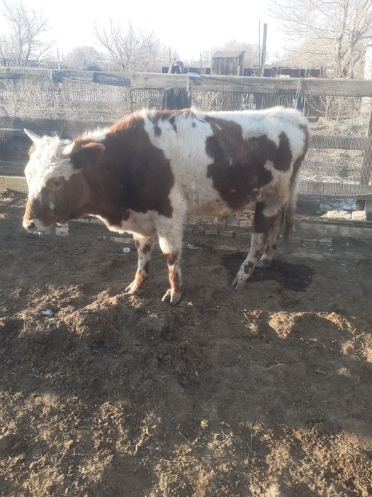 Продам бычка 2года