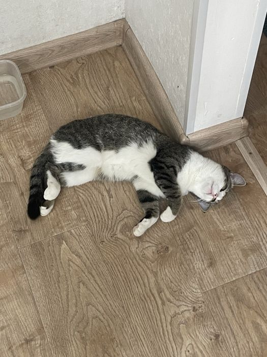 Отдаем кошечку в добрые руки