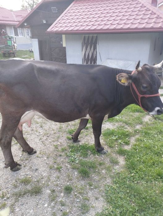 Vand vacă de patru ani cu lapte foarte blândă și gestantă în patru luni prețul este de 6600 lei negociabil