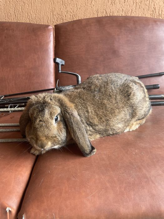 Vand femela berbec german