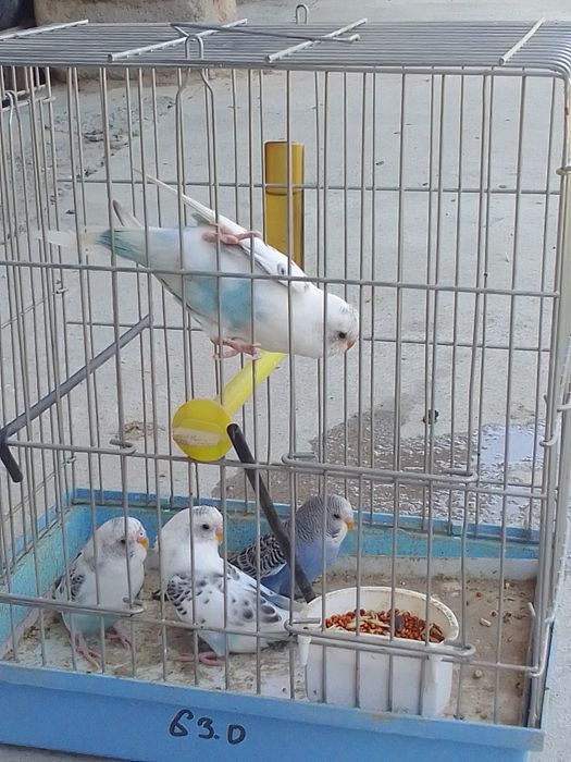 Toti qushla sotiladi nar moda