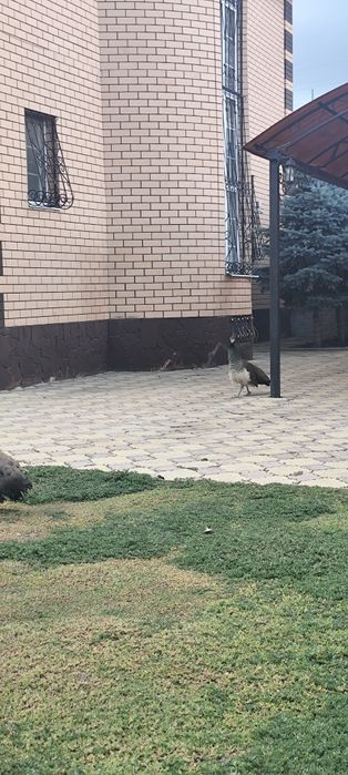 Яйца индийских павлинов