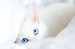 В Члены Семьи Малыши.