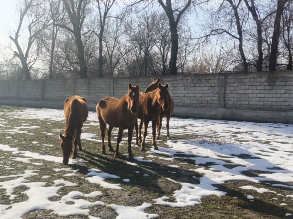 Биелер екі үш туған