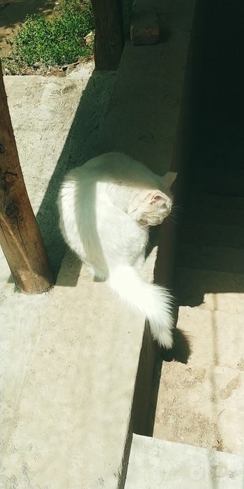 Передержка гостинница для животных котиков и собачек