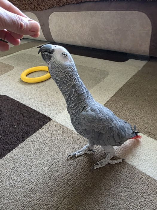 Продаётся Попугай Жако.