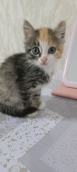 Отдам котенка в добрые руки