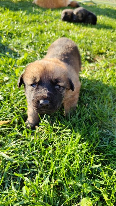 Donez căței de talie medie