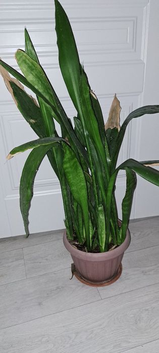 Реально большие цветы