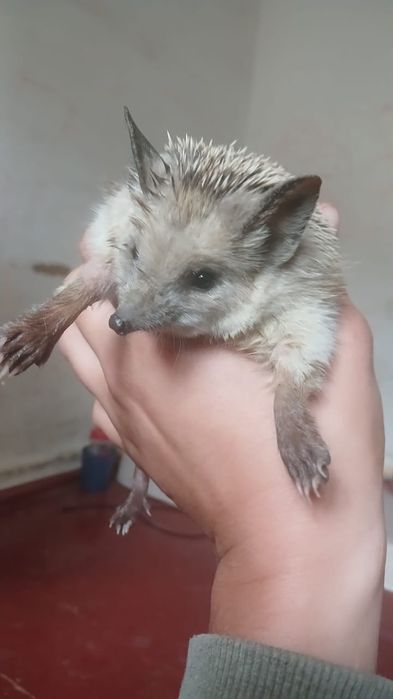 Продам ёжика домашнего