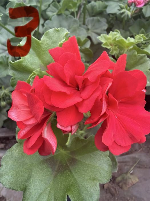 Сакъзче / каскадни мушката – висящи цветя балкон розов червен бял сакъз