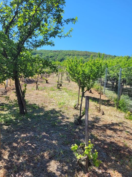 Vie si colna de vanzare
