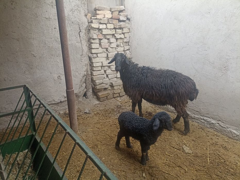 Ona bola qoʻy sotiladi Romitan Tuman
