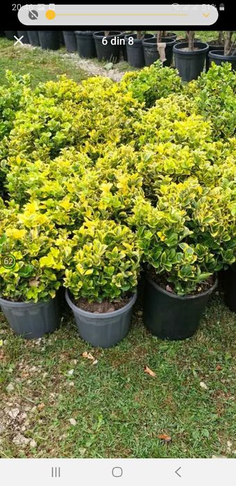 vând plante ornametale