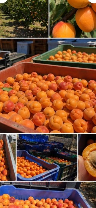 Caise Aromate – Alegerea Ideală pentru Țuică de Casă