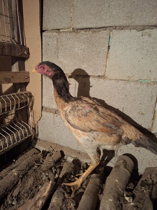 Продам даканок привозных кровей