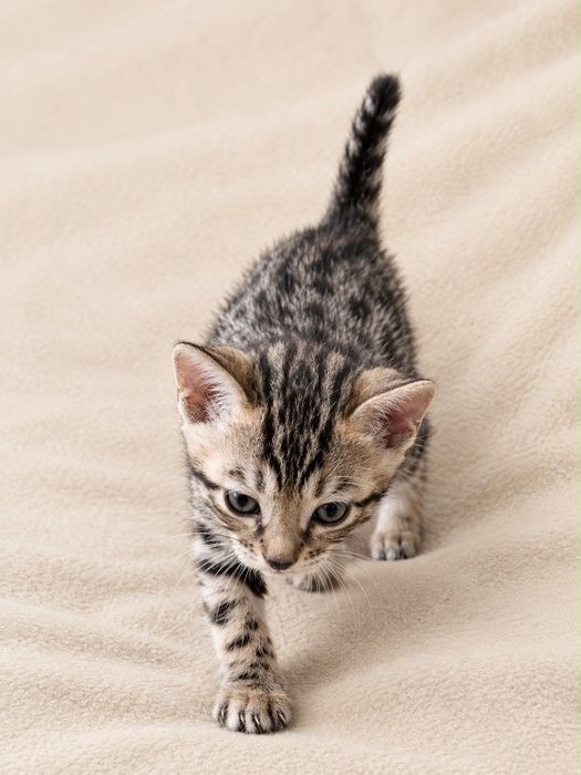 Бенгальские котята