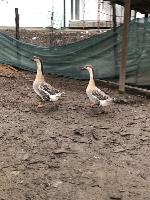 Vând gâște pereche