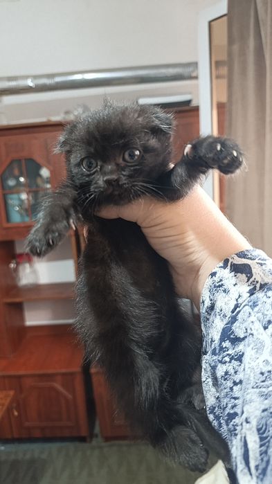 Продается котята 4 девочки один мальчик.