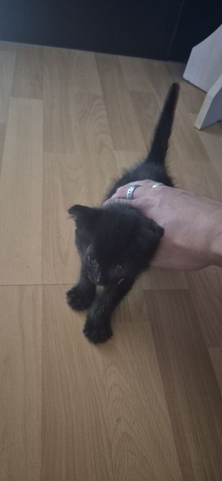 Котёнок веслоухи