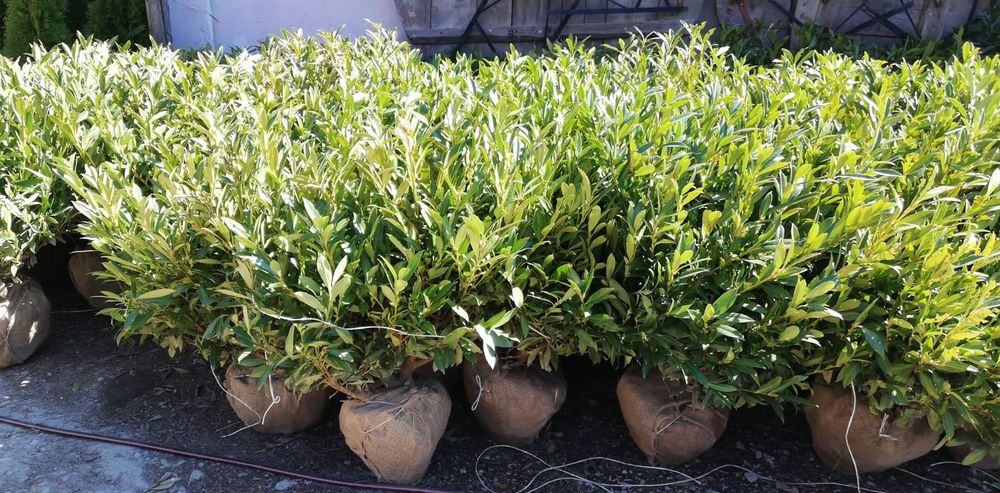 Prunus laurocerasus  și evonimus