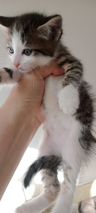 Отдам бесплатно в хорошие руки