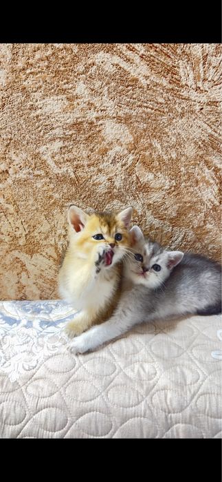 Продаются котята , золотая и серебристая шиншилла