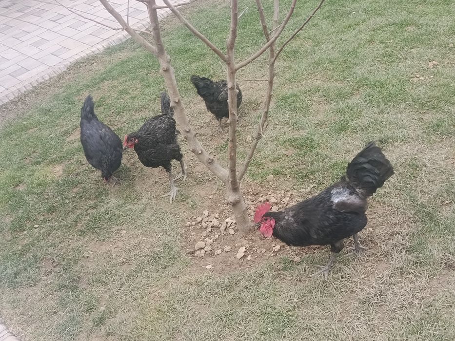 Xoʻroz tovuq lar sotiladi