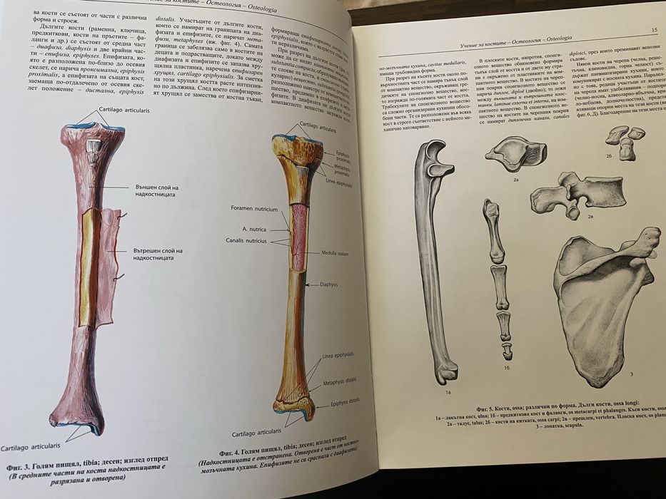 Атласи по анатомия на човека 4 тома