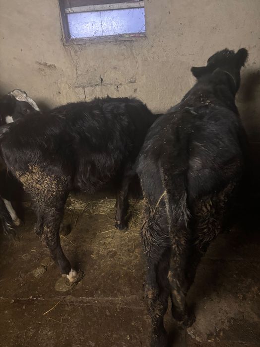 De vânzare 5 vitele